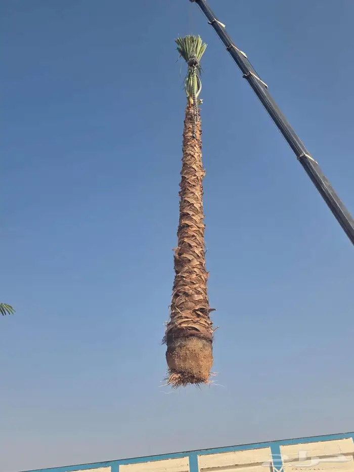 نخل واشنطني زينه للبيع 1