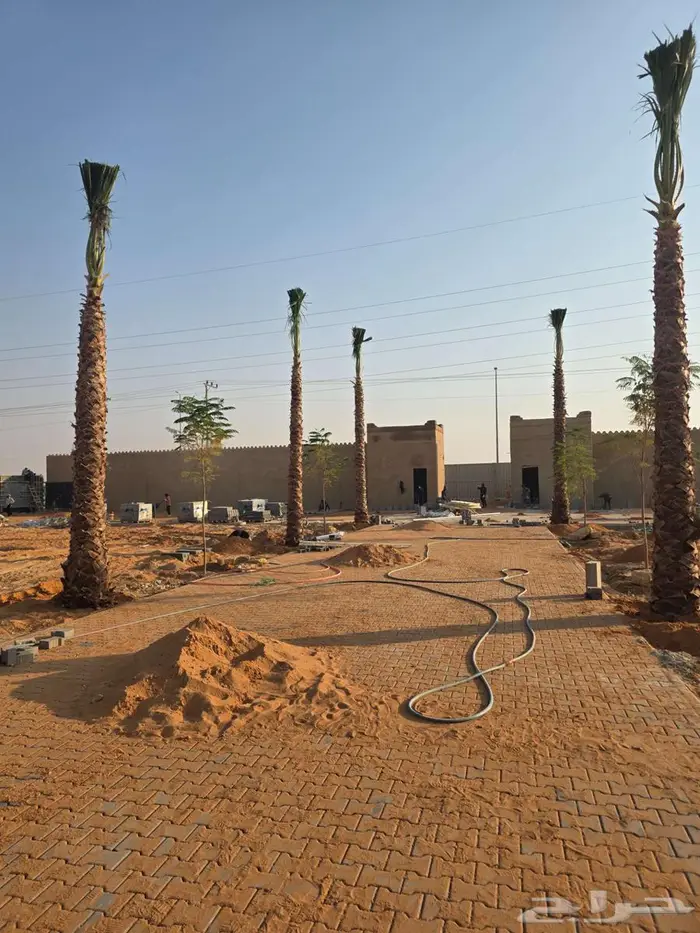 نخل واشنطني زينه للبيع 2