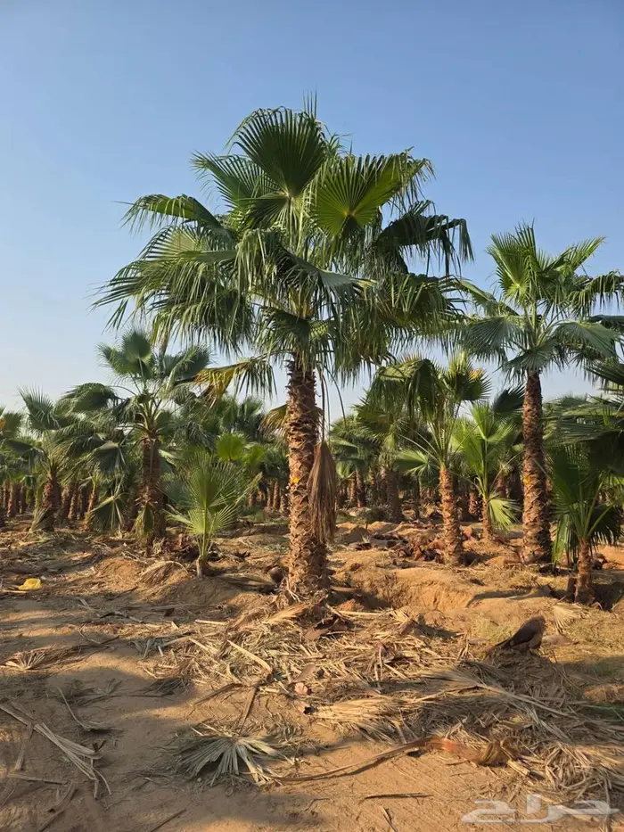 نخل واشنطني زينه للبيع 3