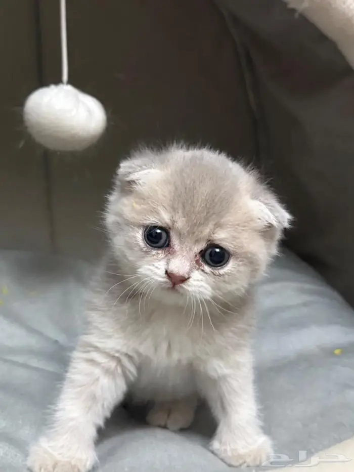 سكوتش دبل فولد كيتن عمر شهرين بسعر مغري 0