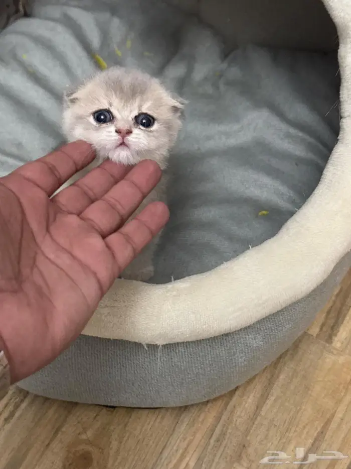 سكوتش دبل فولد كيتن عمر شهرين بسعر مغري 3