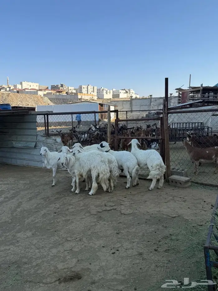 للبيع 7 خرفان 2 رخال 1