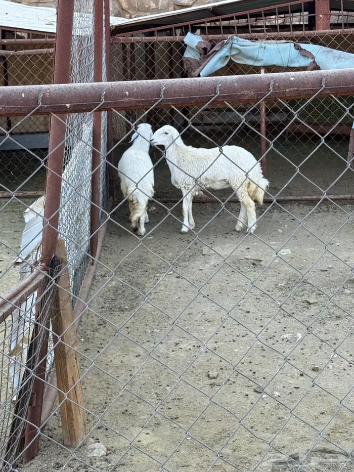 للبيع 7 خرفان 2 رخال 0