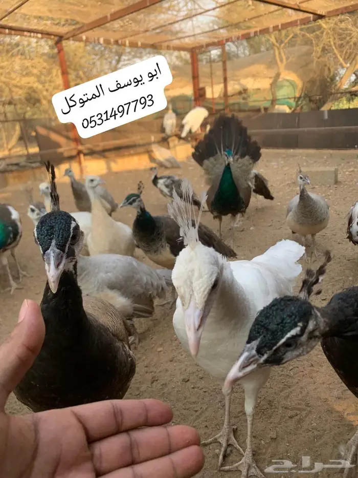 طاووس للبيع 0