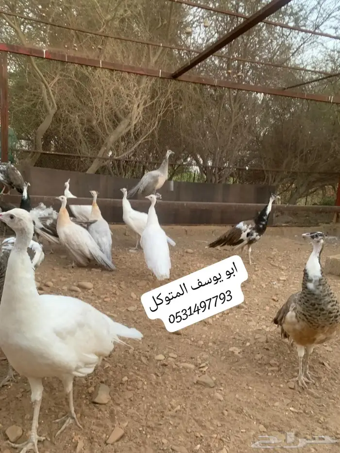 طاووس للبيع 3