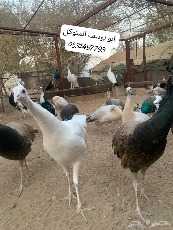 طاووس للبيع 1