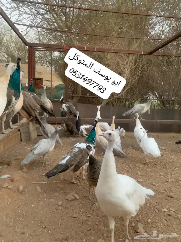 طاووس للبيع 2