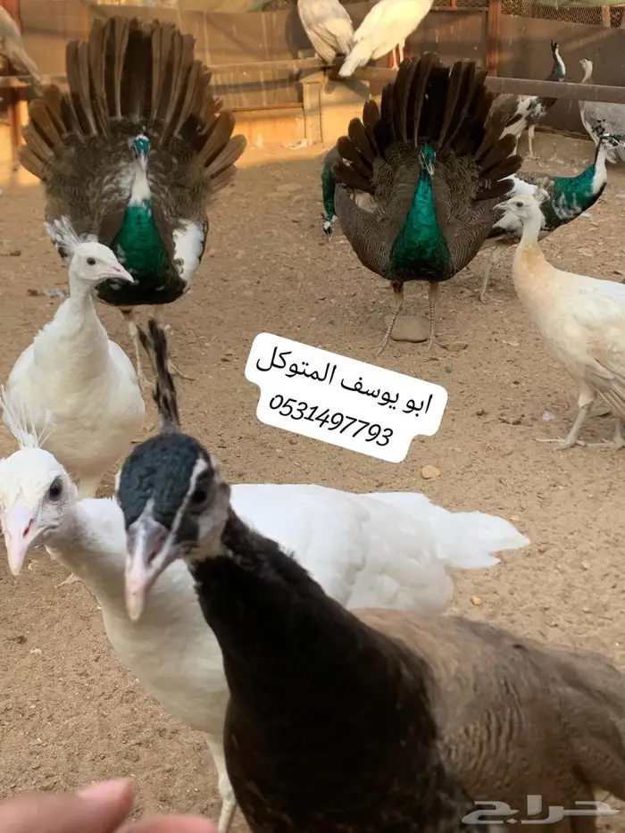 طاووس للبيع 5