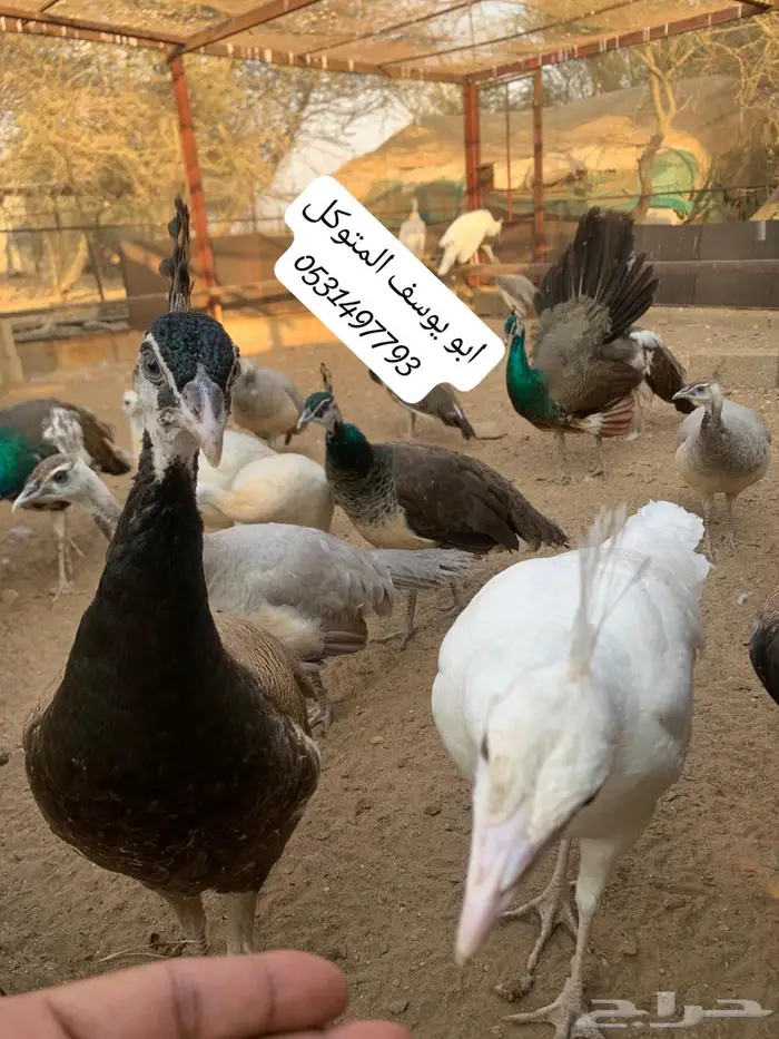 طاووس للبيع 7