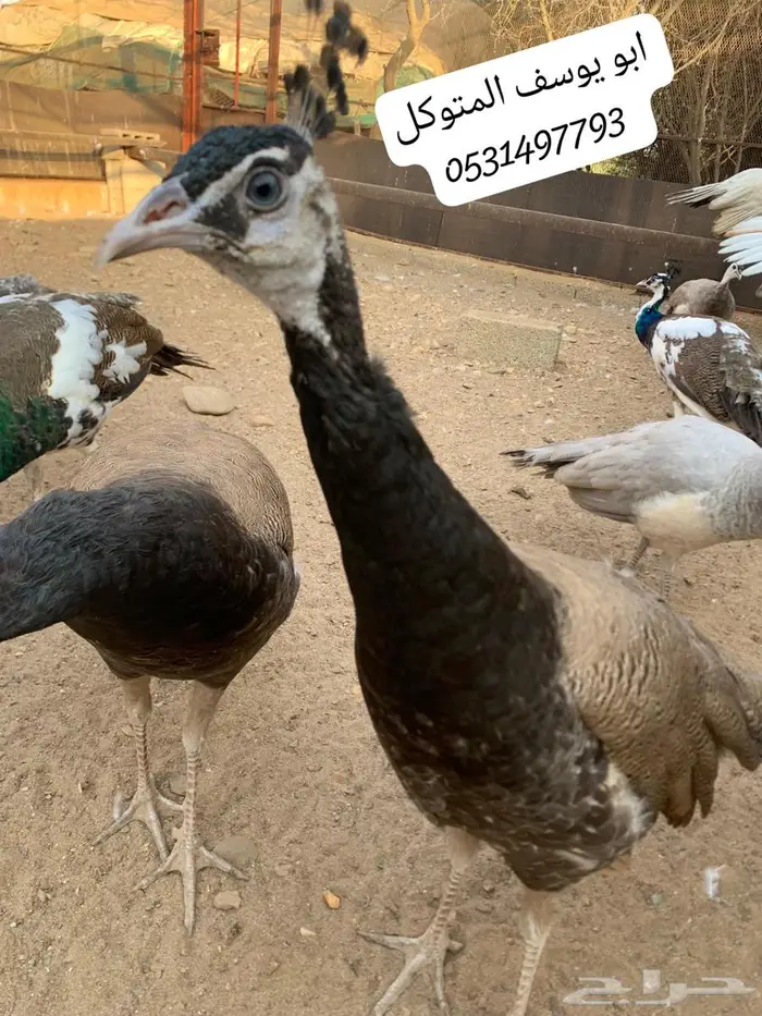 طاووس للبيع 8