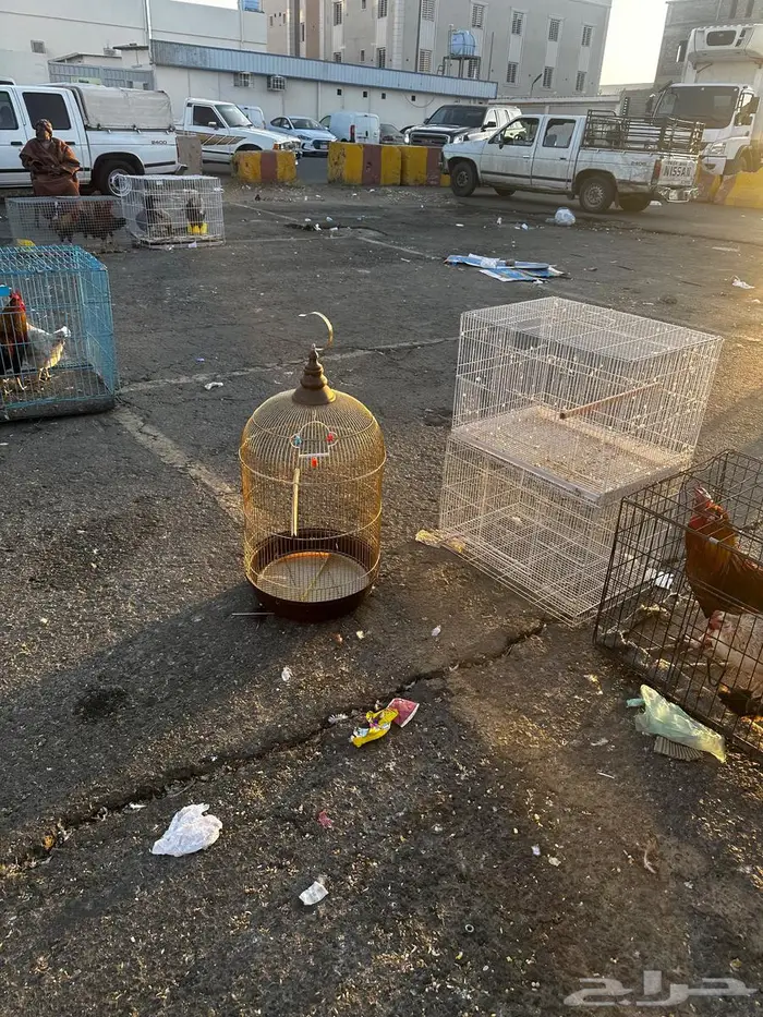 مستلزمات طيور 1