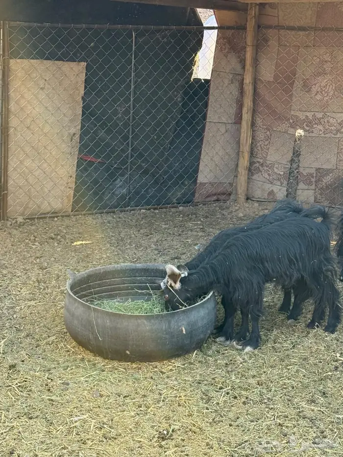 للبيع معزا بدويات صغار 1