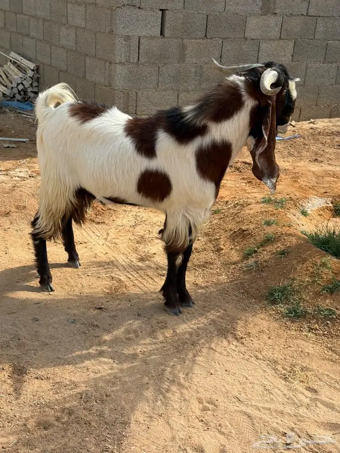 للبيع تيس مشروك 1