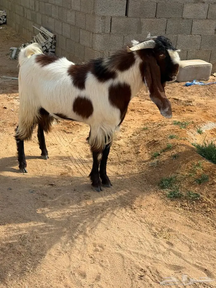 للبيع تيس مشروك 0