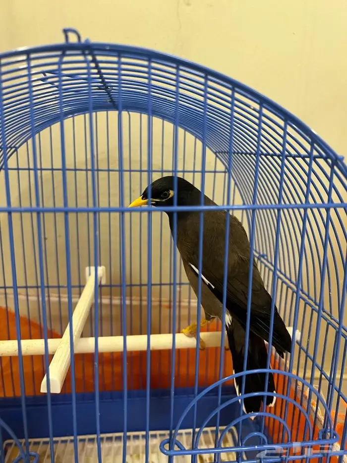 طائر المينا 0