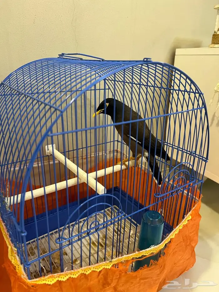 طائر المينا 2