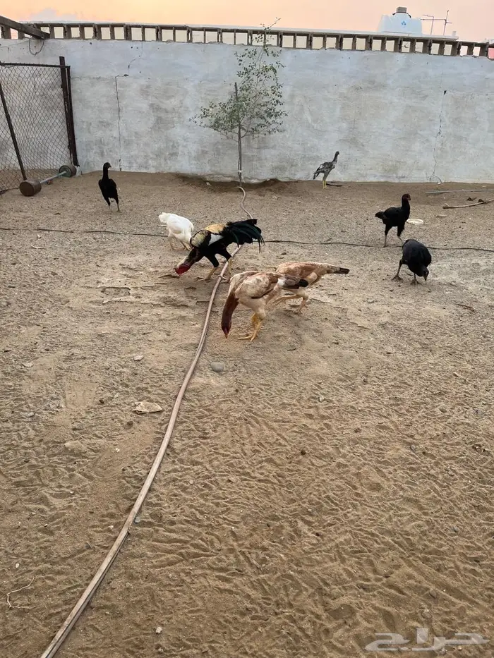 دجاج باكستاني 0