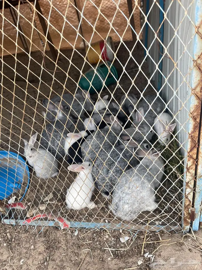 ارانب شنيلا 0