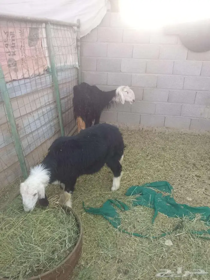 رخله نجديه للبيع مع امها 0