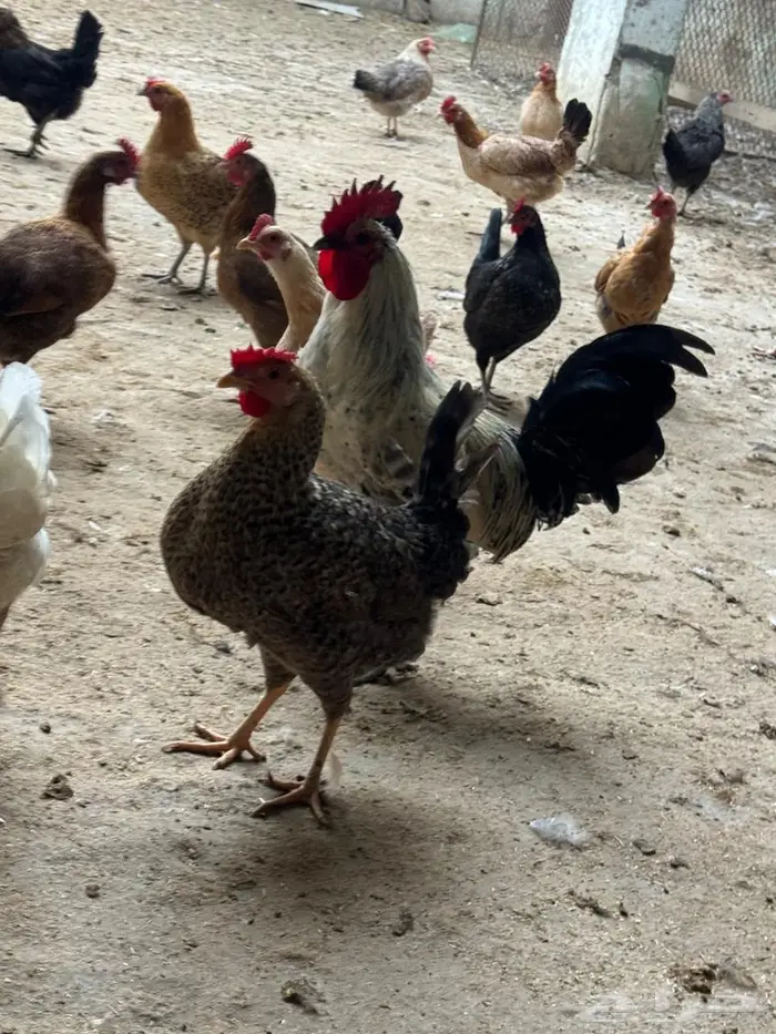 دجاج بلدي للبيع نظيف جدا 1