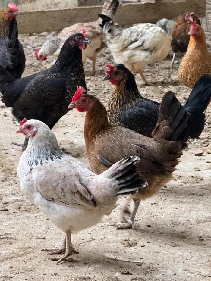 دجاج بلدي للبيع نظيف جدا 0