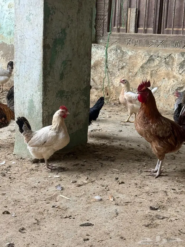 دجاج بلدي للبيع نظيف جدا 2