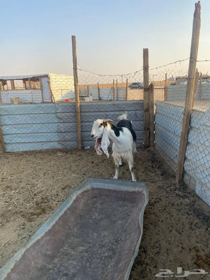 للبيع عنز حايل فل شحم 1
