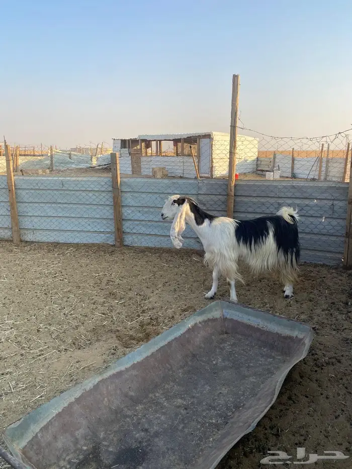 للبيع عنز حايل فل شحم 0