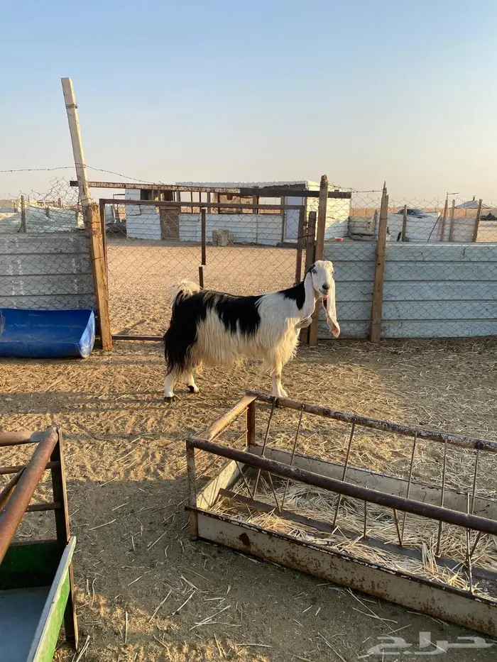 للبيع عنز حايل فل شحم 4