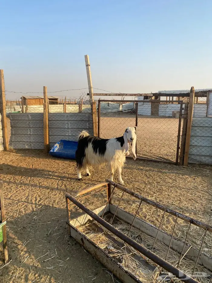 للبيع عنز حايل فل شحم 2