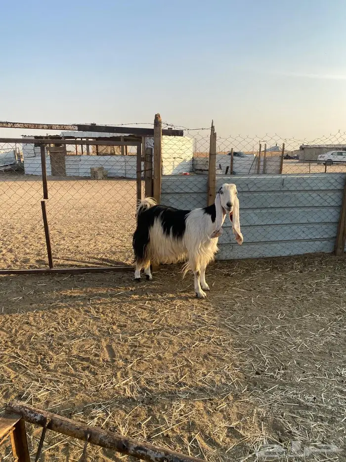 للبيع عنز حايل فل شحم 5