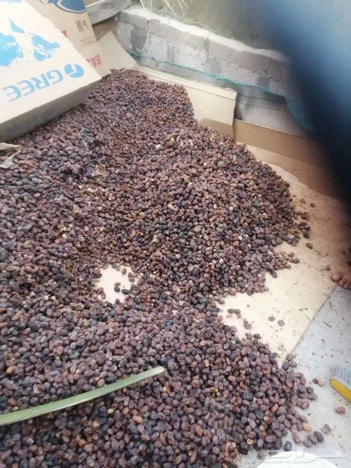 تمر علف للحلال للبيع 2