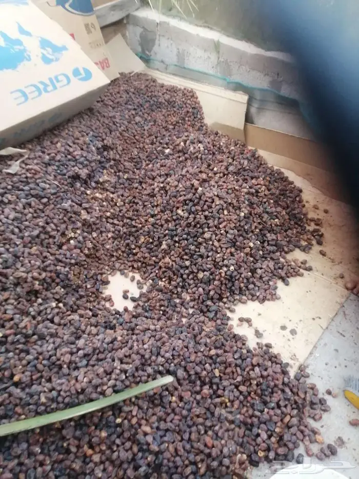 تمر علف للحلال للبيع 3