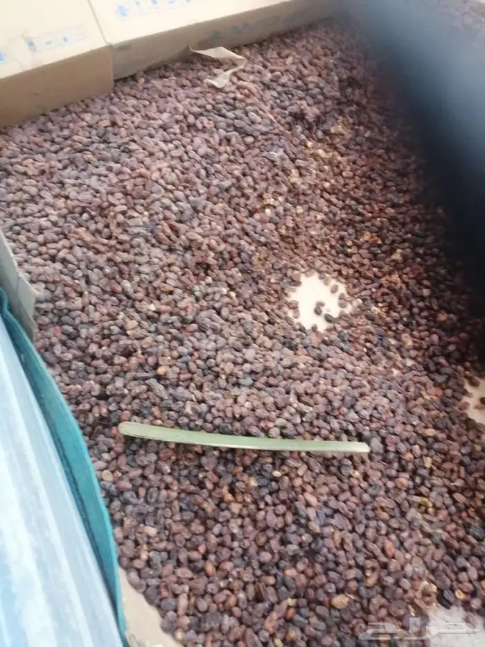 تمر علف للحلال للبيع 6