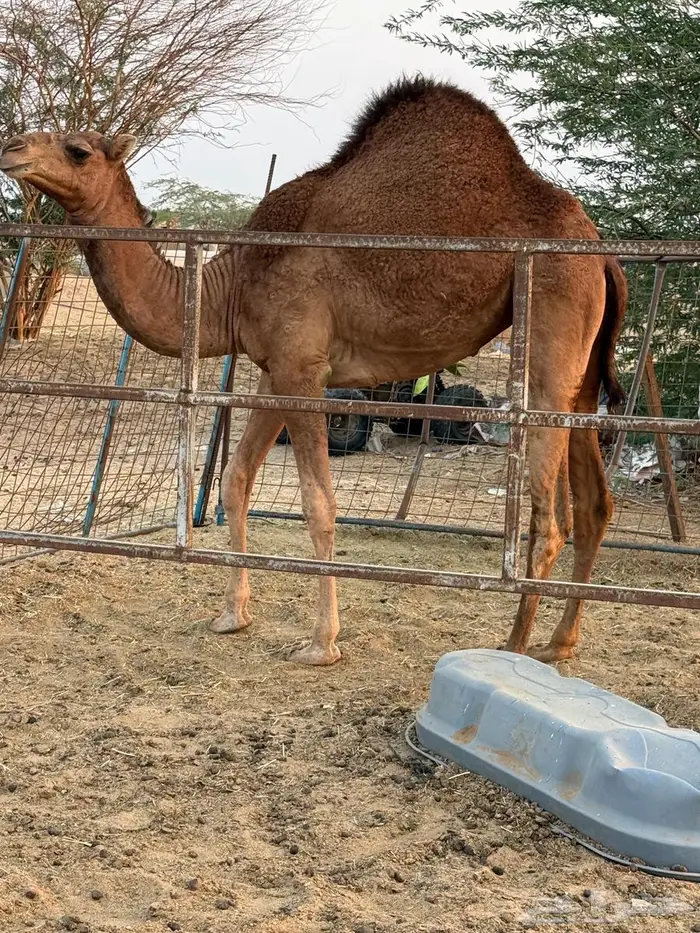 جدة. الخمره. جوار كبري الخيام 0