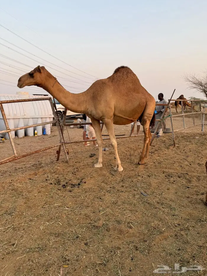 جدة. الخمره. جوار كبري الخيام 1
