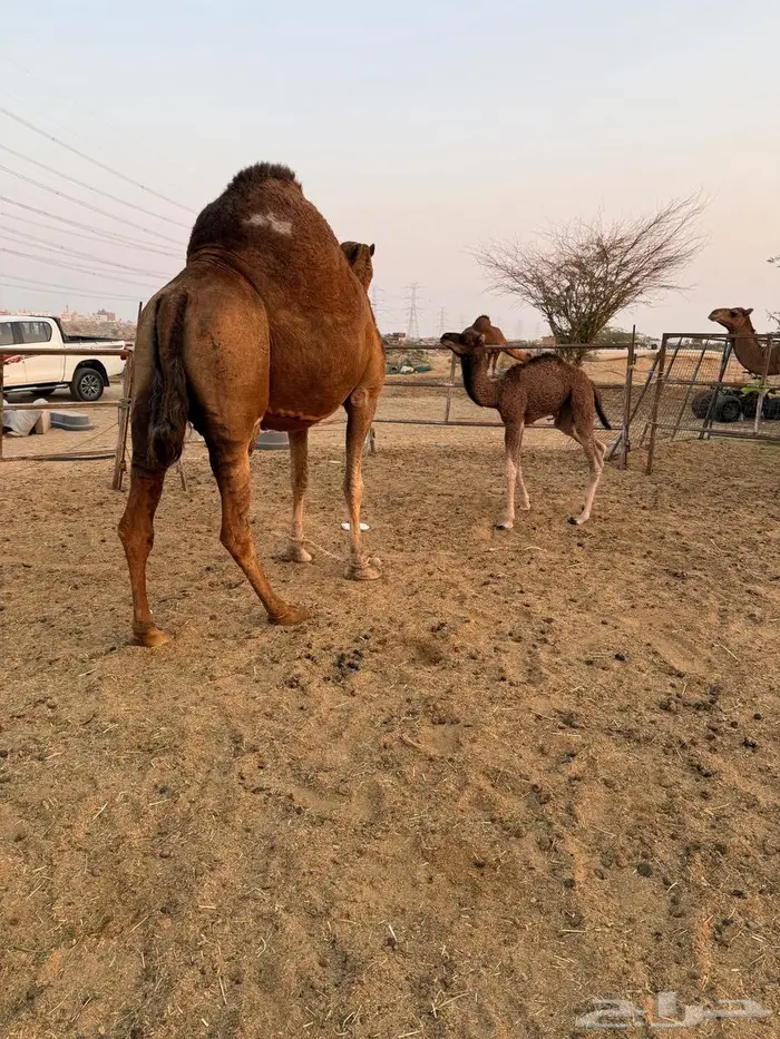 جدة. الخمره. جوار كبري الخيام 2
