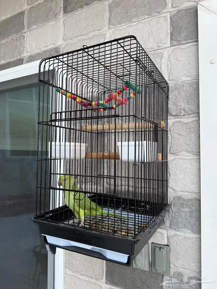 ببغاء للبيع 0