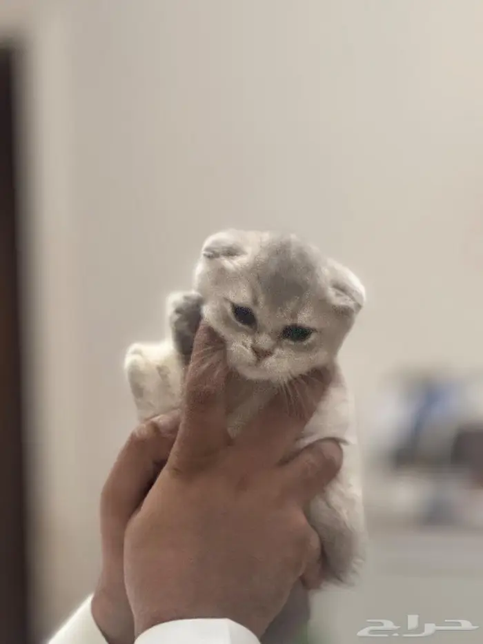 سكوتش دبل فولد شهرين 2