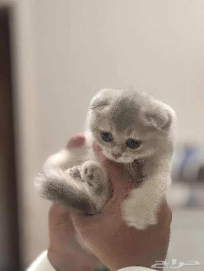 سكوتش دبل فولد شهرين 1