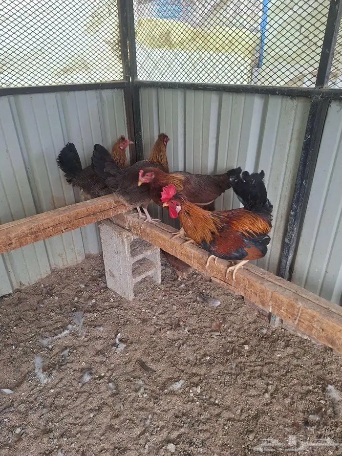 دجاج عربي ترثه فري غامق 0