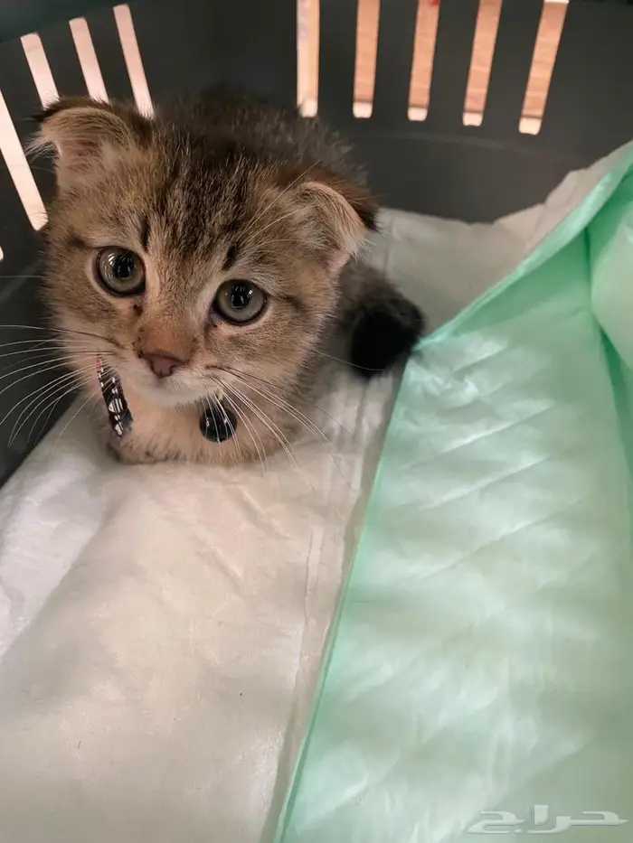 سكوتش فولد للتبني 0