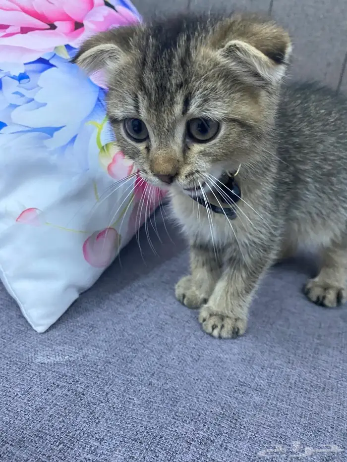 سكوتش فولد للتبني 1