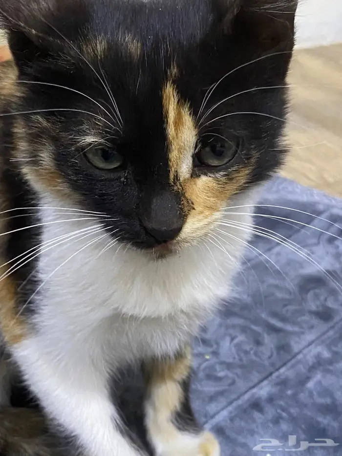 احد رفيده العزيزيه المراغه 1