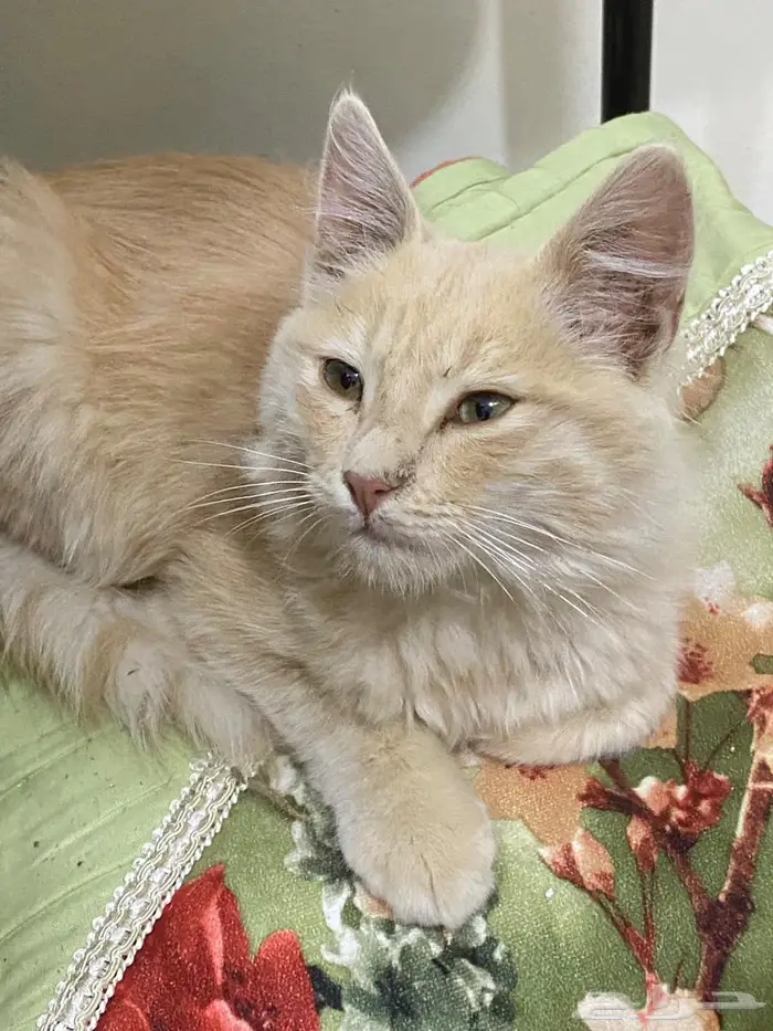 احد رفيده العزيزيه المراغه 2