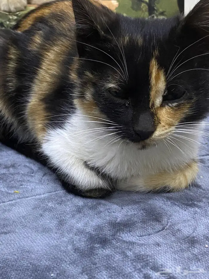 احد رفيده العزيزيه المراغه 3