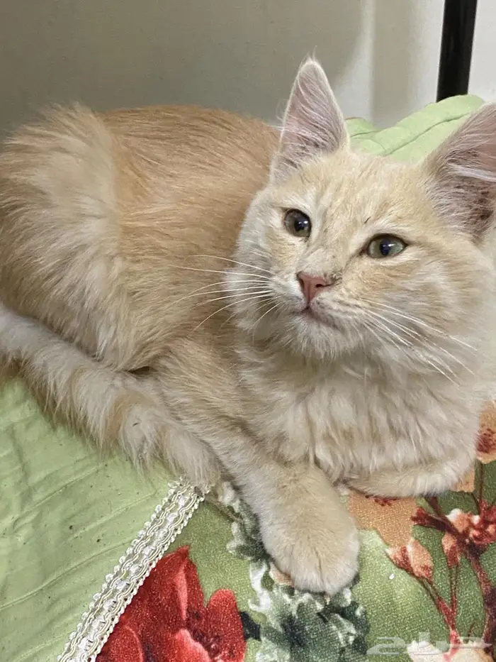 احد رفيده العزيزيه المراغه 0