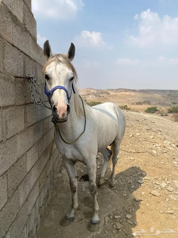 حصان شعبي كفو 1