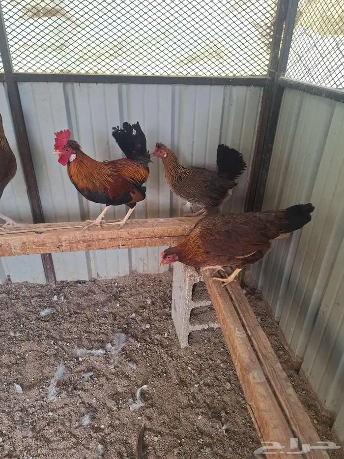 دجاج عربي ترثه فري غامق 1