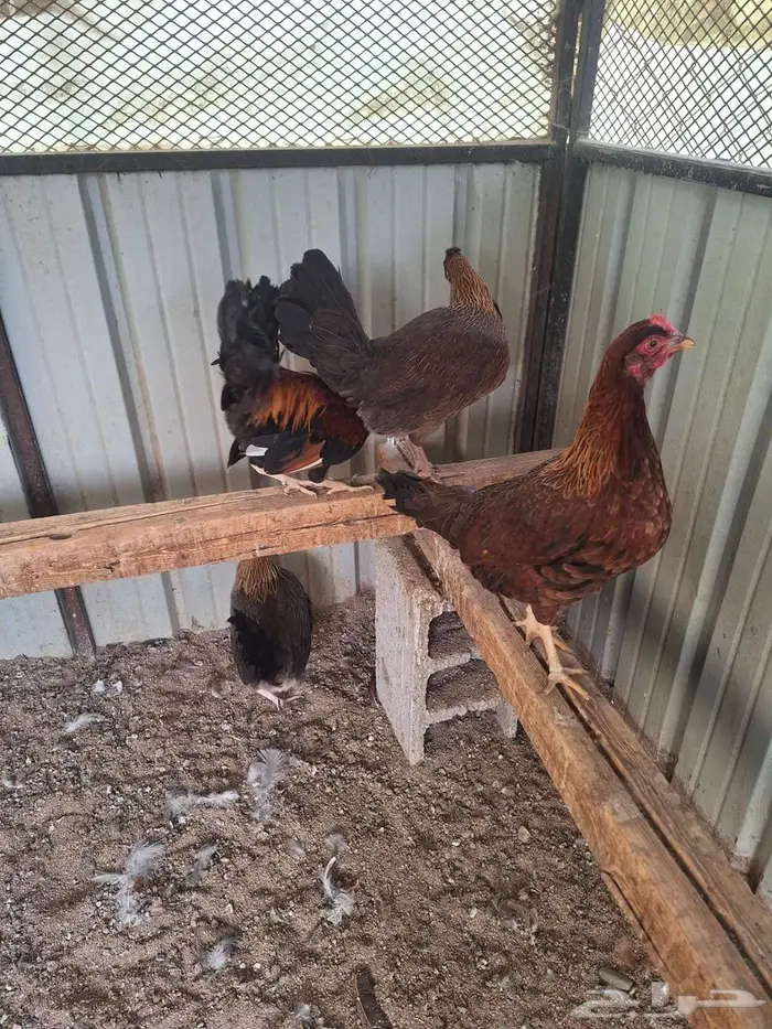 دجاج عربي ترثه فري غامق 6